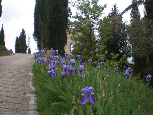 Flora camí al castell La Tossa de Montbui